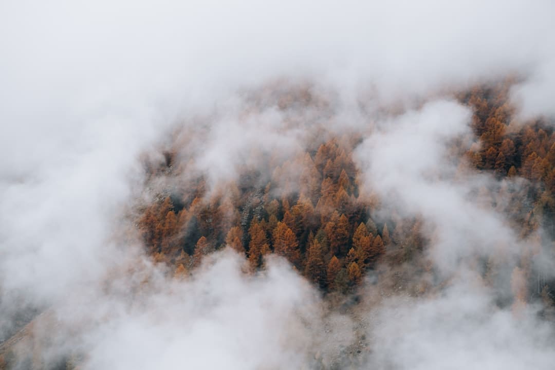 古城炮仗花开 点着泉州春意(图)